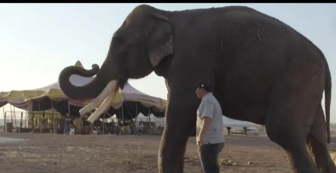 Big Boy circo México