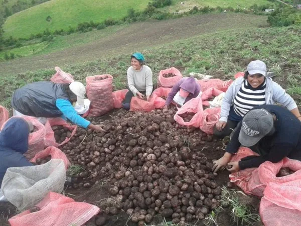 Para destacar el agro: En Nariño buscan al mejor “pelapapas” y exaltar la mejor cosecha