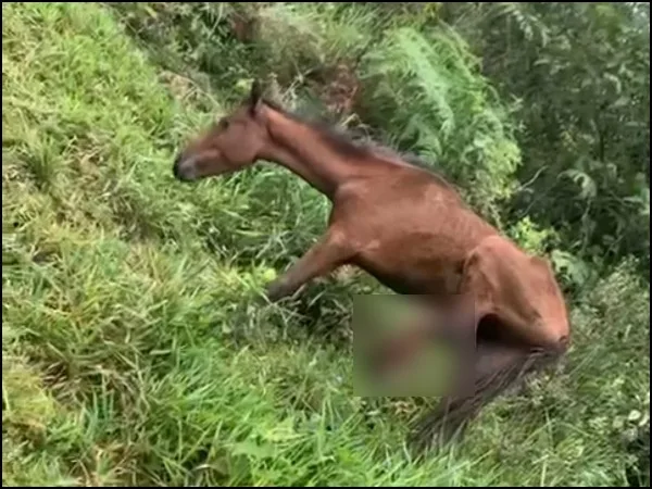 Atenderán al caballo que fue grabado con una pata destruida, solo y abandonado e zona rural de Jamundí