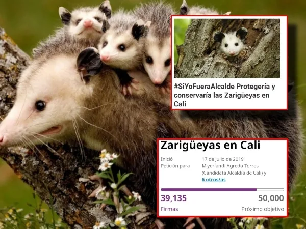 Con mas de 30 mil firmas, avanza la petición para proteger y conservar a las Zarigüeyas en Cali