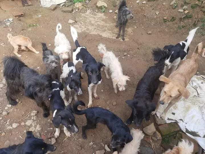 Estos son algunos de los perros que conviven con el hombre