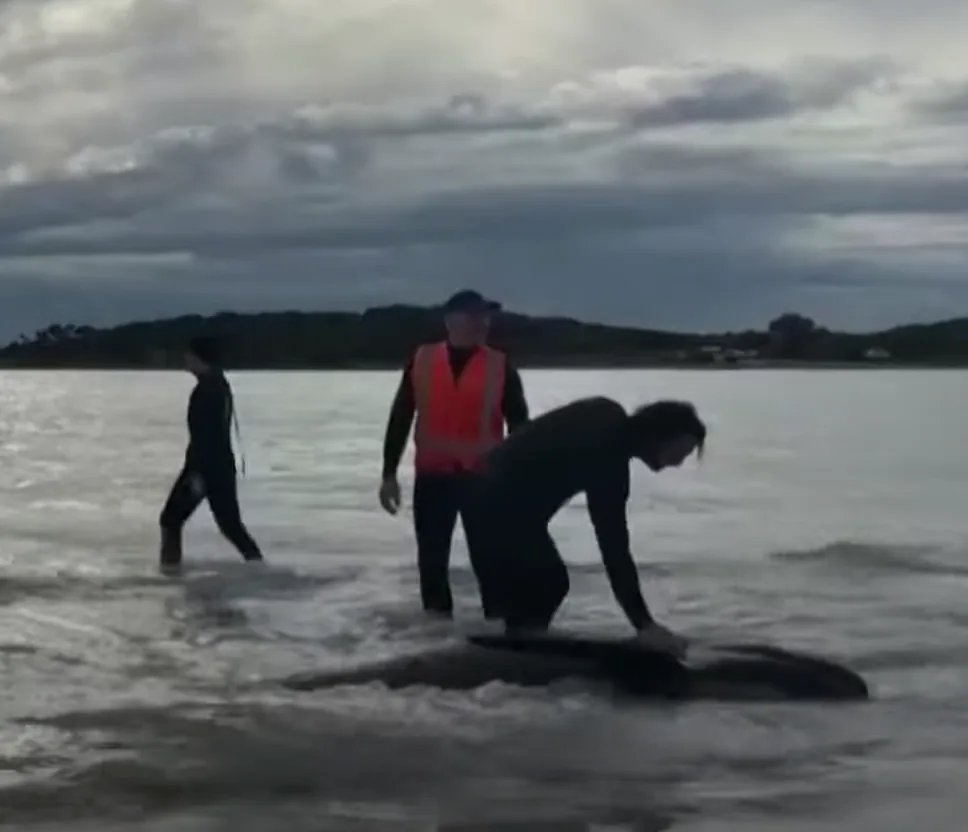 Mueren ballenas varadas en playa de Australia, no las pudieron salvar