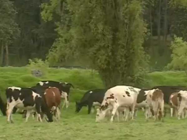 La ola invernal afecta la producción de leche en el país