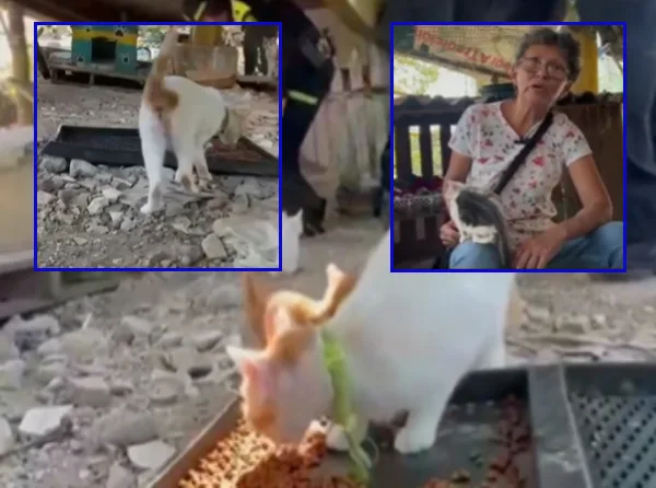 "Improvisó un refugio debajo de un puente": Una mujer lleva 14 años rescatando gatos abandonados en Cartagena