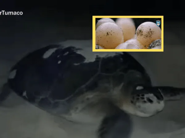 Nido de tortuga marina, especie en vía de extinción en Tumaco