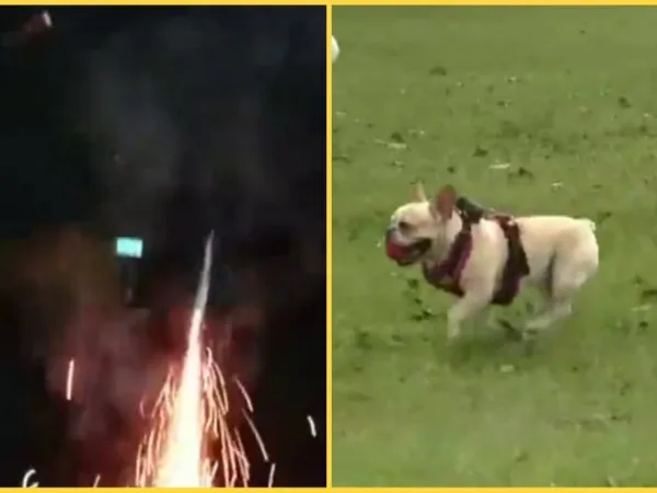 En el Valle de Aburrá se cuadruplicaron las muertes de mascotas por causa de la pólvora