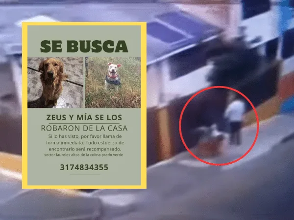 Denuncian que se robaron a Mía y Zeus de una casa en el barrio Los Laureles, en Pasto