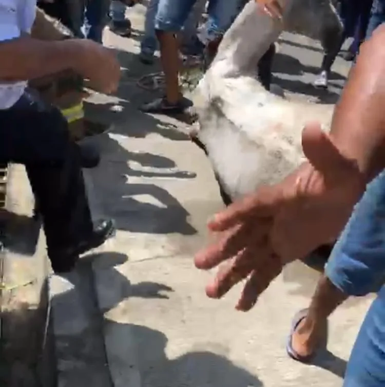 carromuleros caballos Barranquilla
