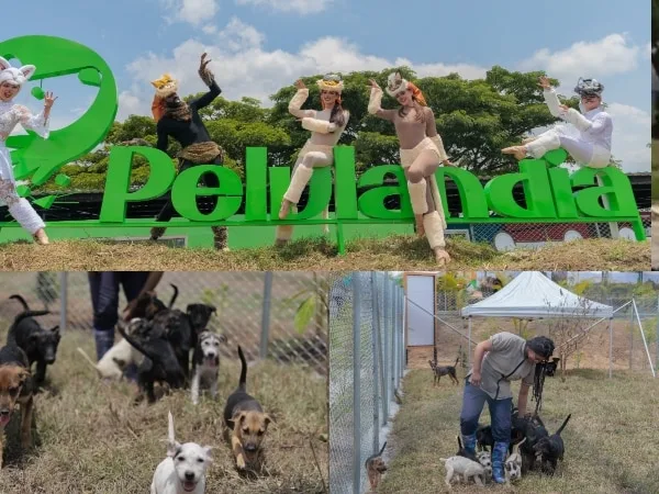 "Pelulandia" El hospital publico para el cuidado de los animales en Pereira
