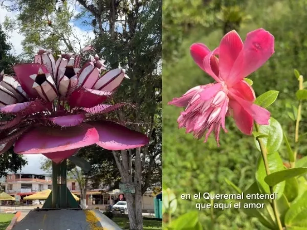 ¿Sabías que en el Valle del Cauca existe una flor que, dicen, atrae el amor ?