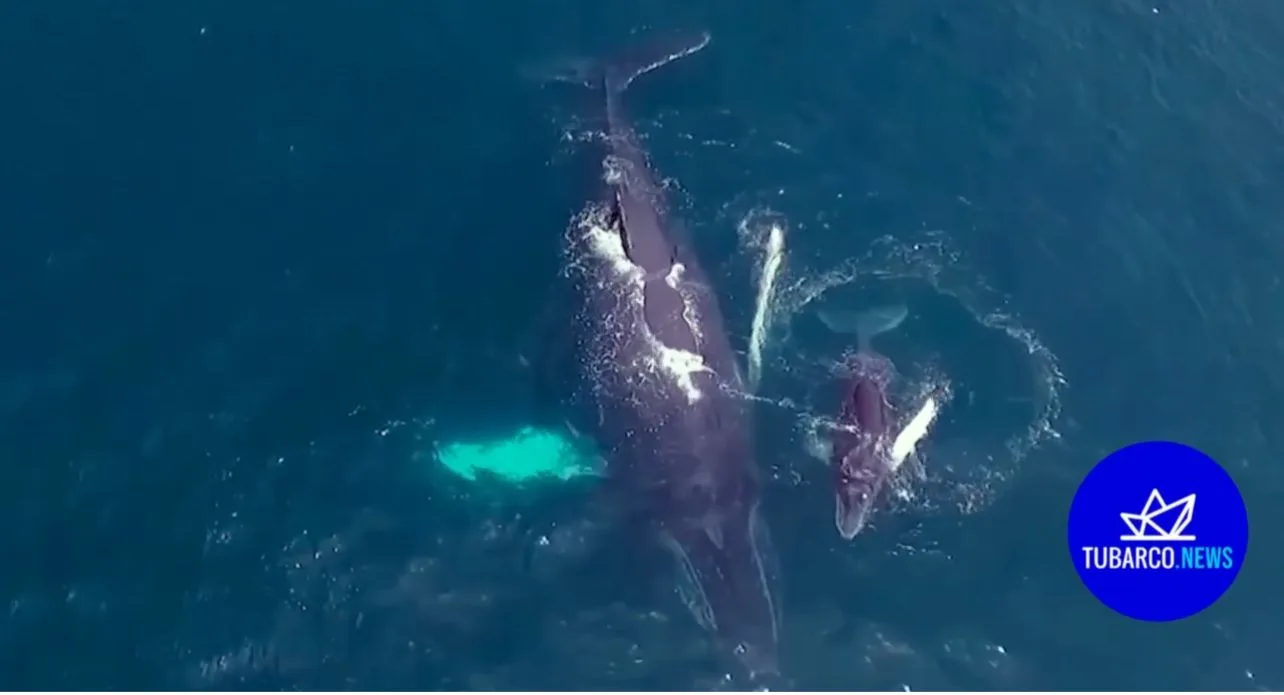 ballenas en Buenaventura Yubartas