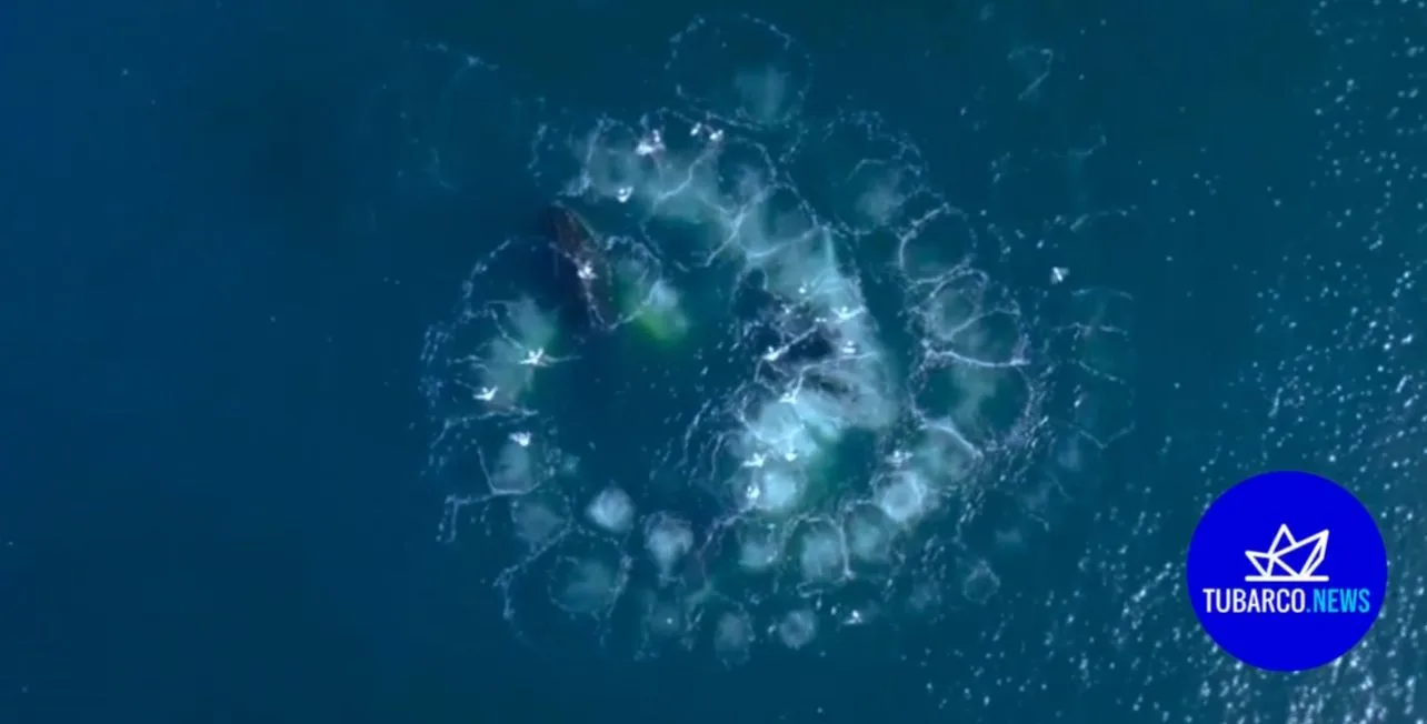 ballenas en Buenaventura Yubartas