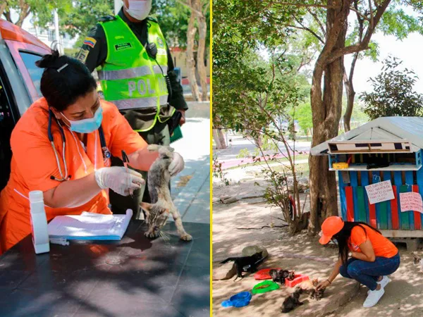gatos muertos en Santa Marta