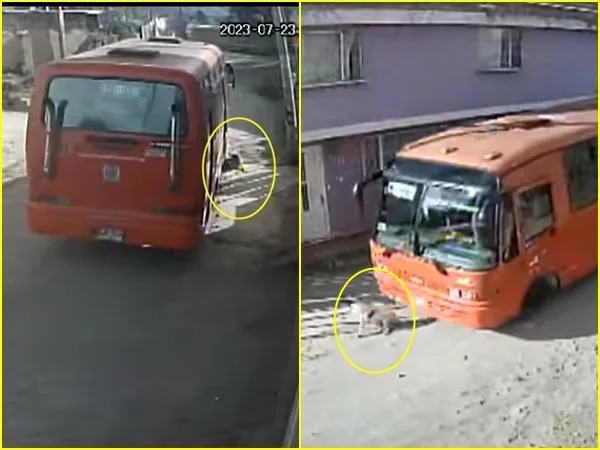 A Mateo, el perro que fue arrollado por el bus le tuvieron que aplicar la eutanasia