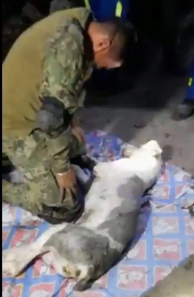 perro rescatado México derrumbe