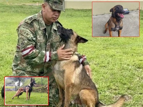 ¿Y Wilson? el perro rescatista se perdió desde el 18 de Mayo, y estuvo algunos días con los niños del Guaviare