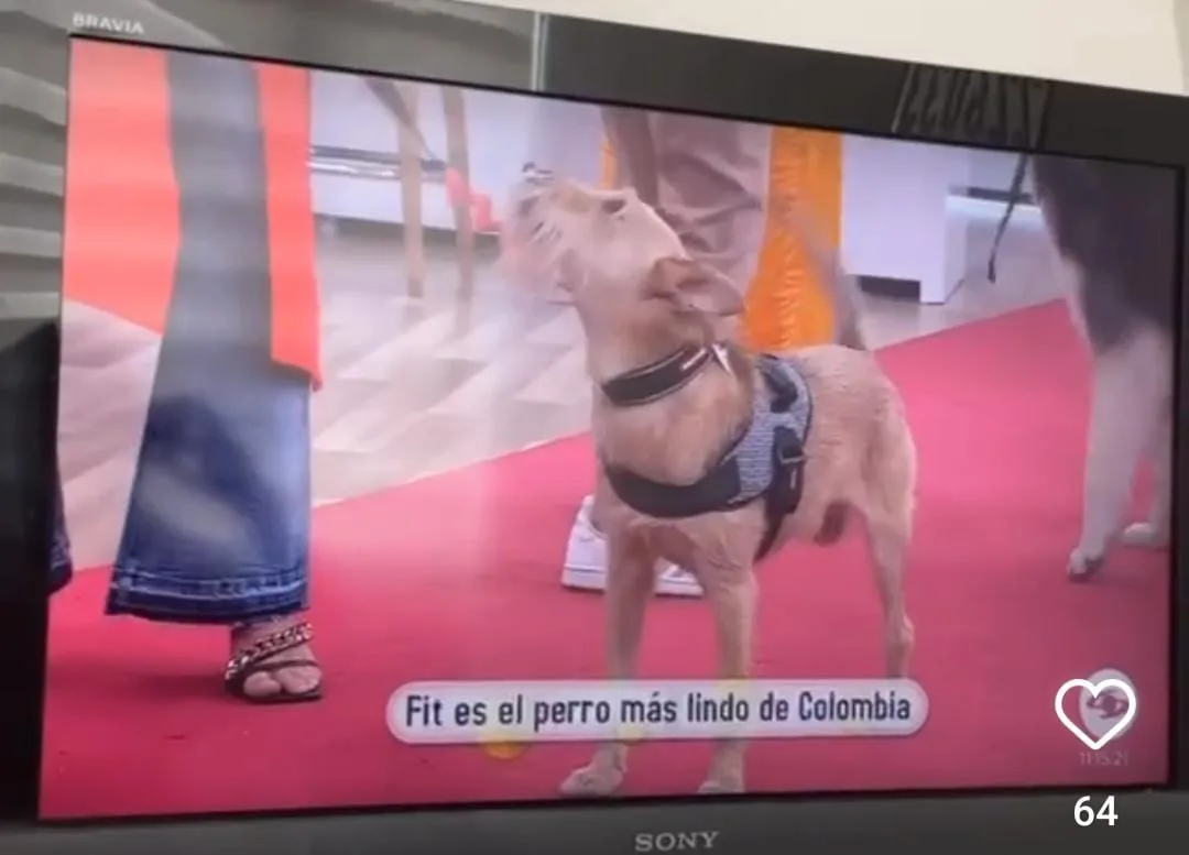 Fit perro pastuso más lindo de Colombia