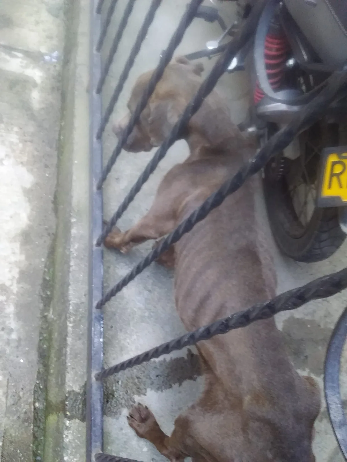 perro Vallegrande Cali desnutrición