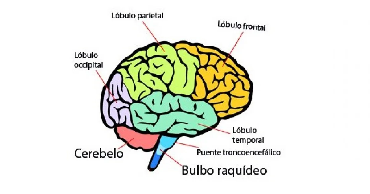 El cerebro y cómo fortalecerlo: "Caminar, bailar y hacer crucigramas"
