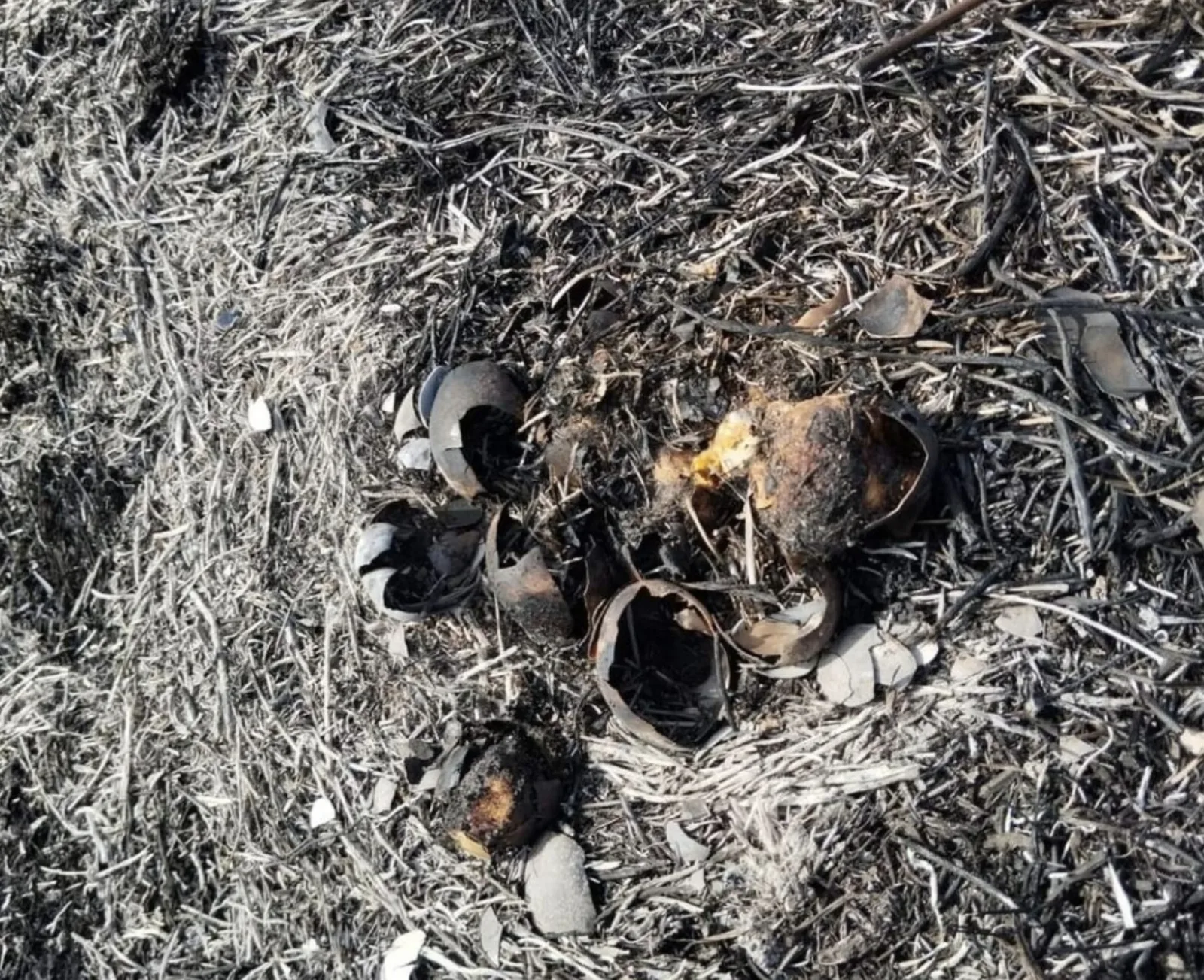 Por el incendio forestal en Yotoco, algunas especies de animales murieron