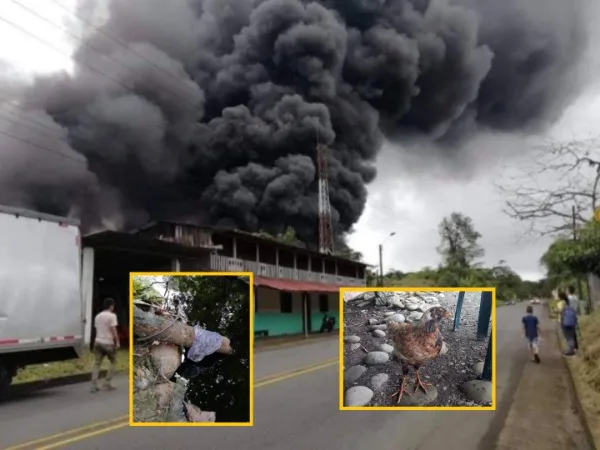 Oleoducto Trasandino