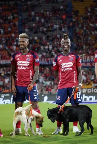 Perros hicieron sus necesidades en el Atanasio Girardot, "les dio buena suerte"