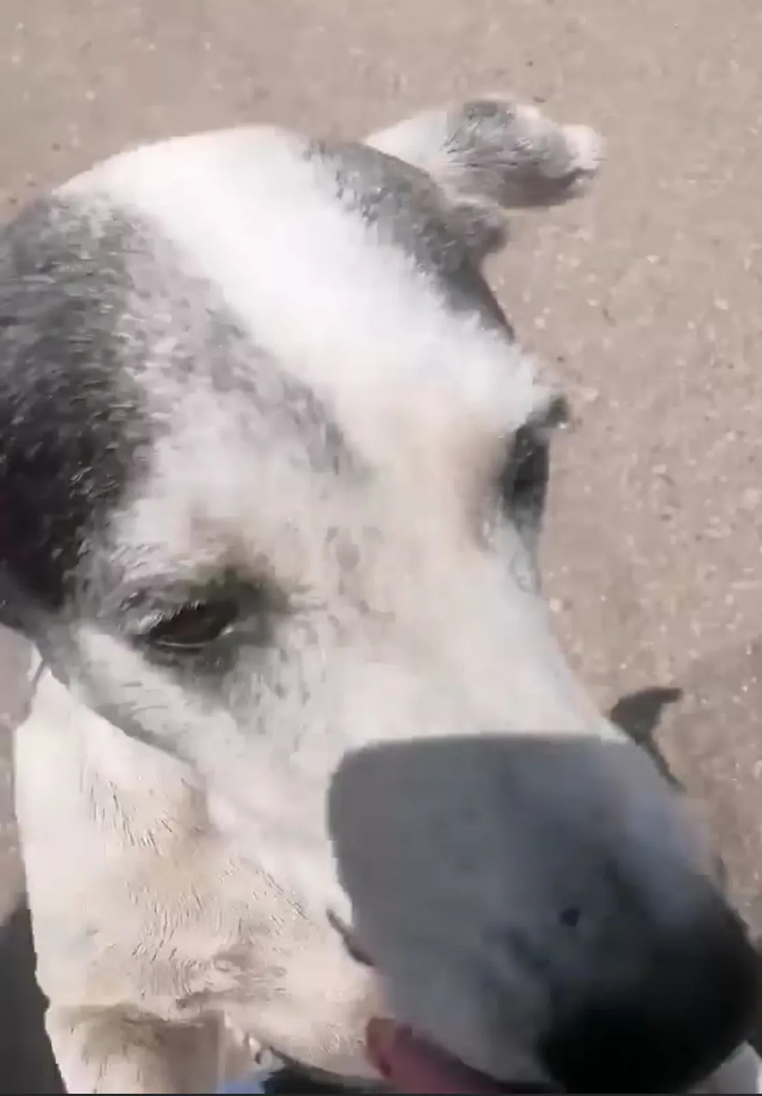 peaje Santa Ana camionero perros