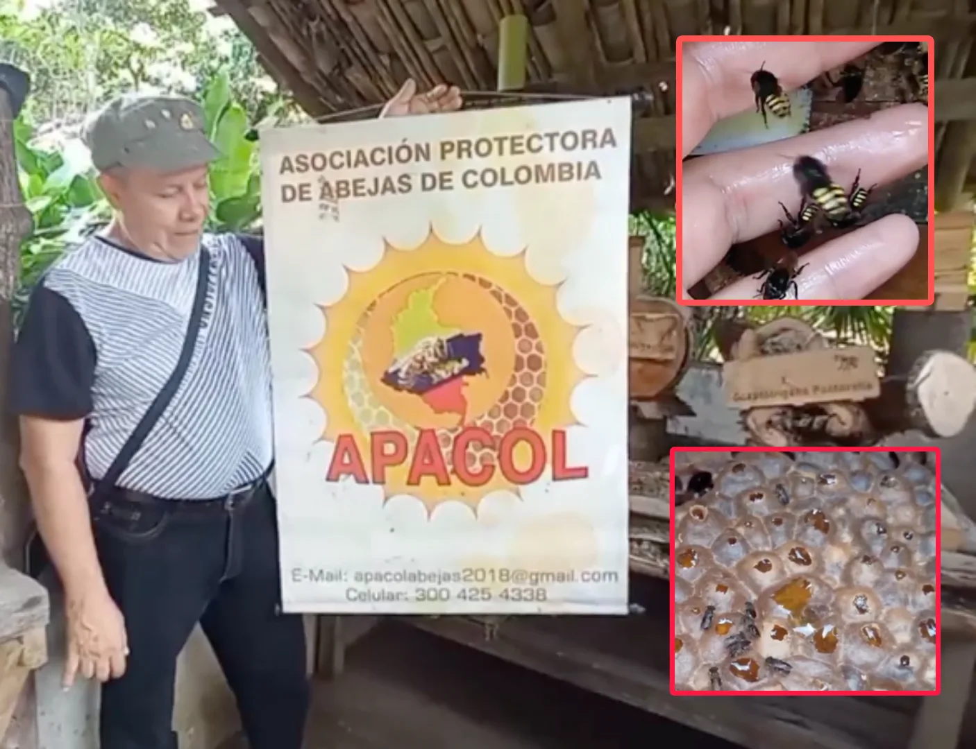 Abejas