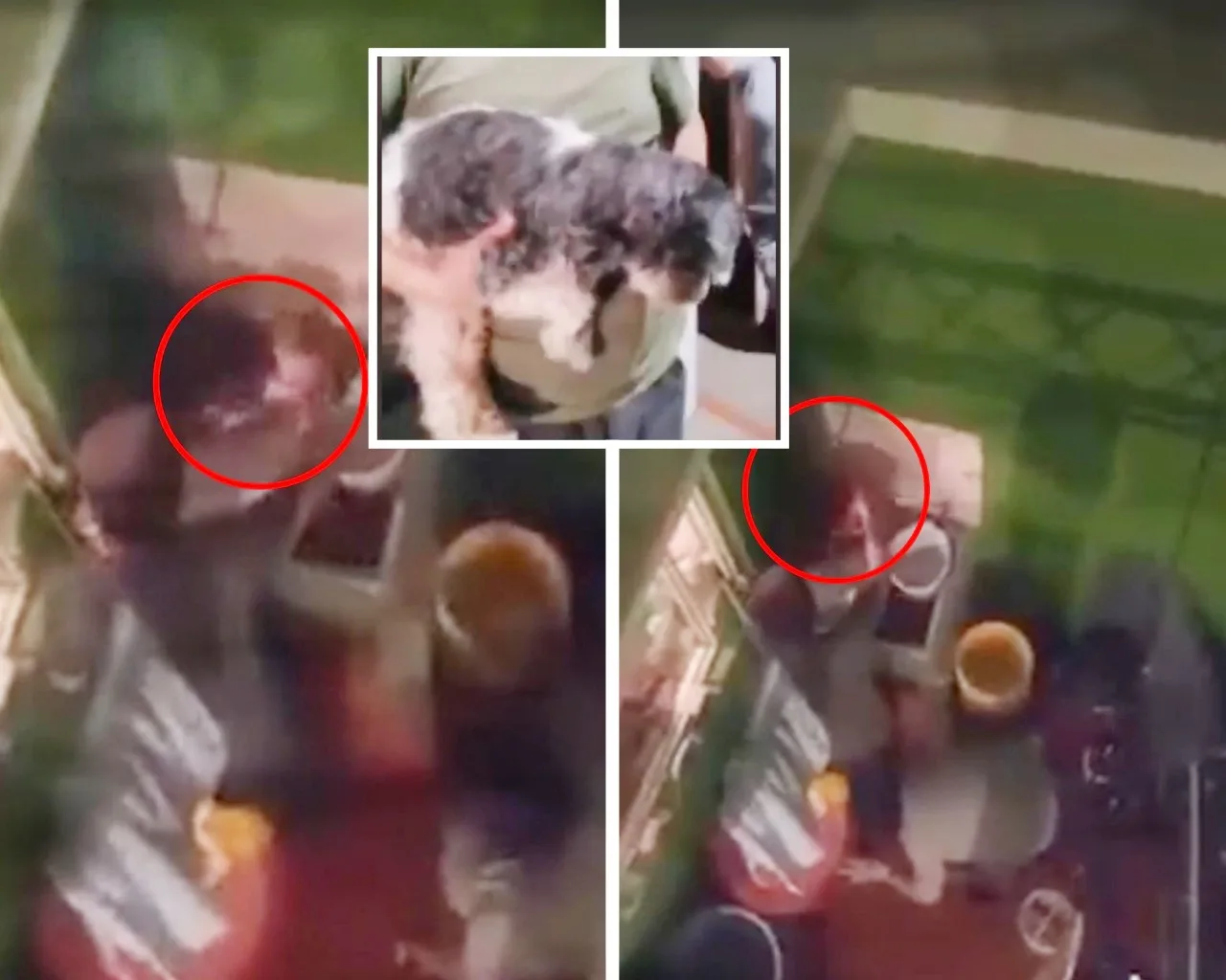 Gritos de dolor alertaron a vecinos que grabaron la fuerte golpiza a un canino en Bogotá