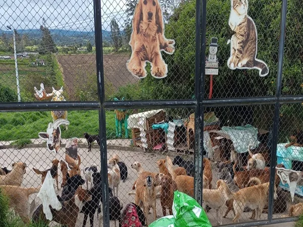 Crece angustia: los 500 perros de la fundación de Ipiales se quedarían en la calle tras solicitud de la Alcaldía