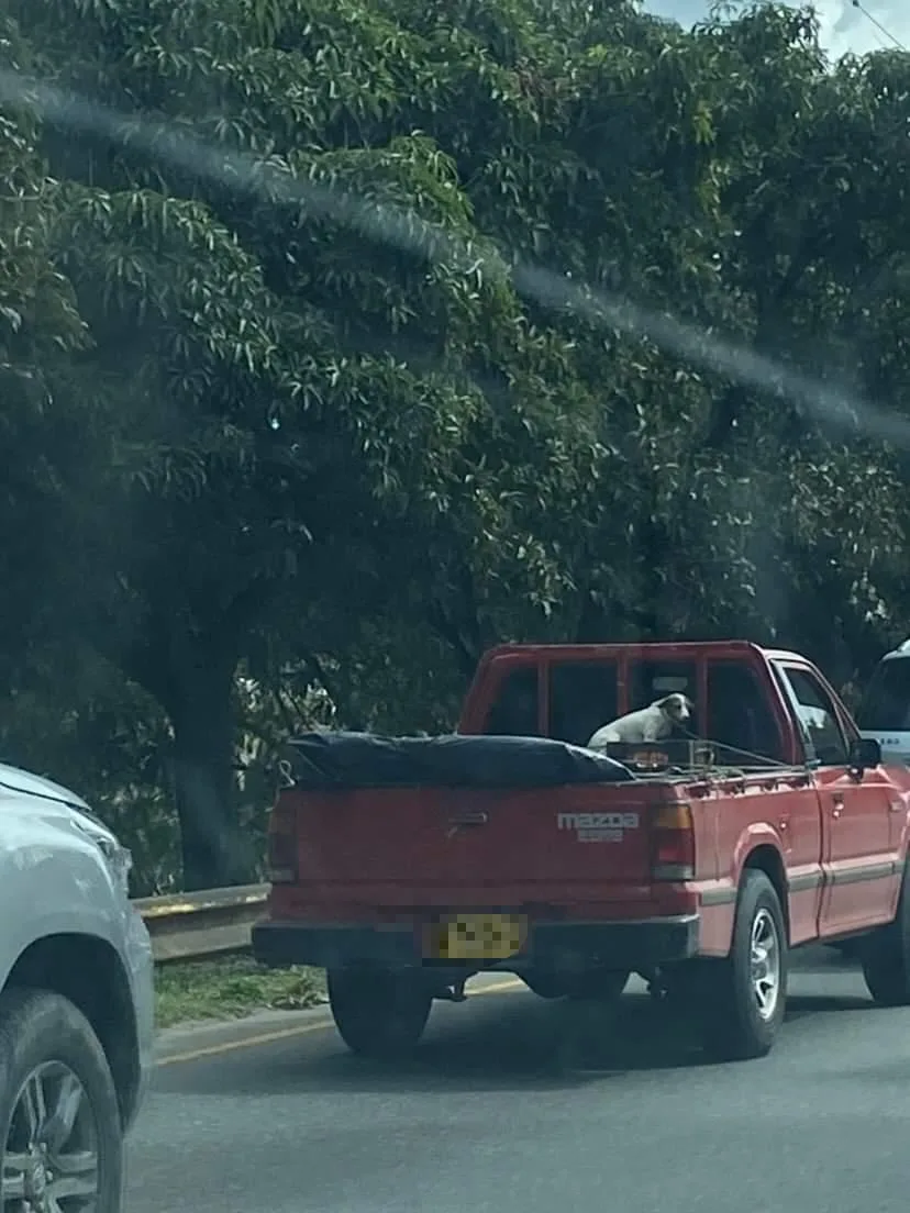 en Cali y Medellín
