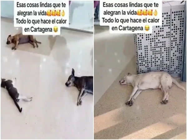 «Para estos calores»: El centro comercial Mall Plaza de Cartagena deja que los perritos se refresquen