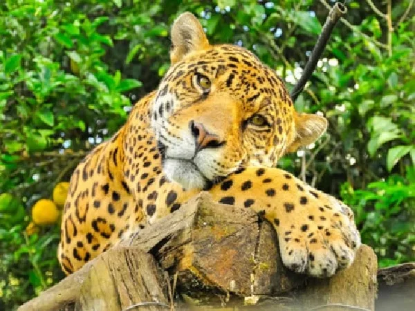 Animales de la selva amazónica en peligro de extinción.