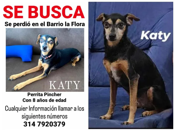 En Cali, dejaron a su perrita en una guardería, cuando volvieron había desaparecido