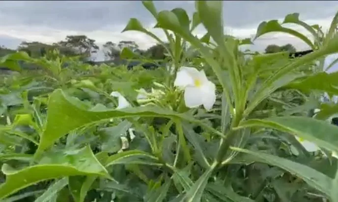 jardín más gran de Colombia
