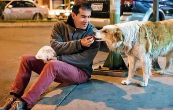 Ferchy perros callejeros