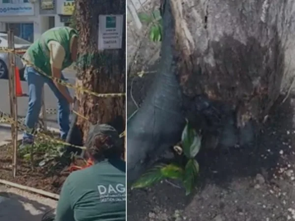 Indignación en Cali: con aceite quemado pretendían dañar un árbol de guayacán en el barrio Tequendama