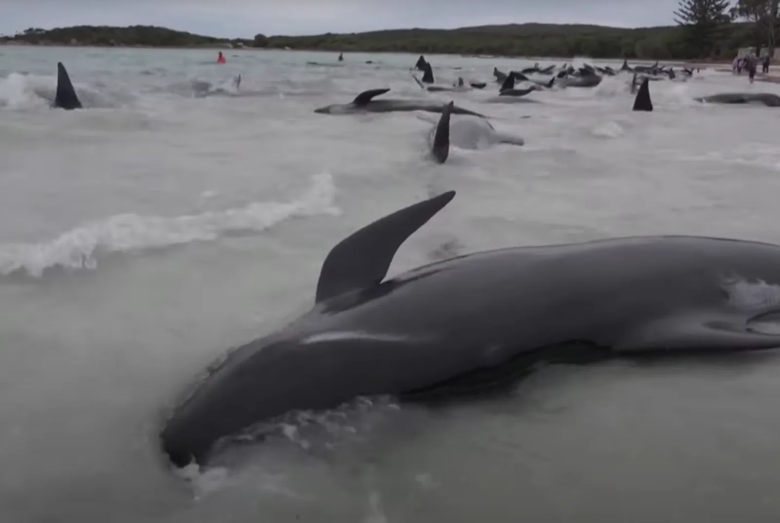 Mueren ballenas varadas en playa de Australia, no las pudieron salvar