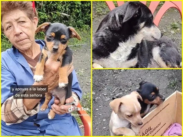 Doña Blanca, el ‘ángel de la guarda’ de los peluditos en Nariño, los recoge en la vía para darle un hogar