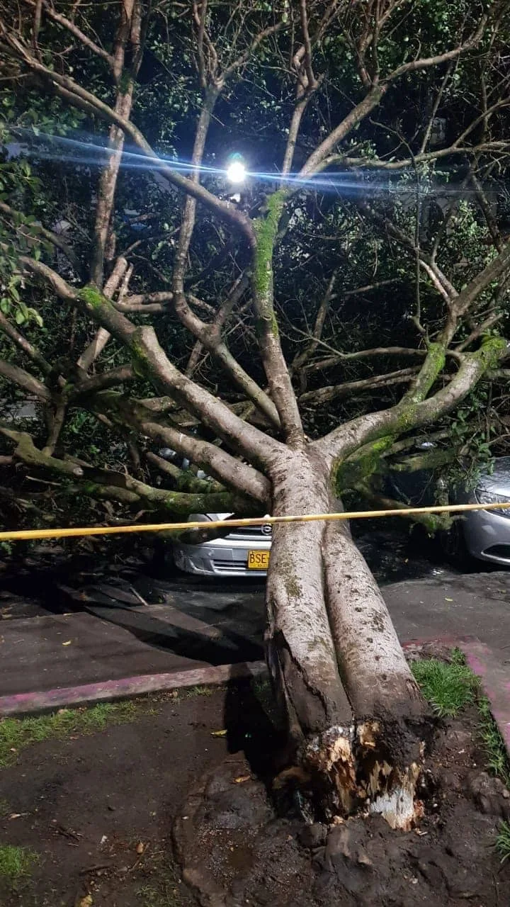 Se cayo un árbol y afecto tres vehículos en el parque de Santiago de Pasto