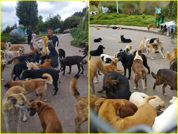 “Con dolor debemos informar que cerramos las puertas al ingreso de perritos”, fundación de Ipiales ante crisis