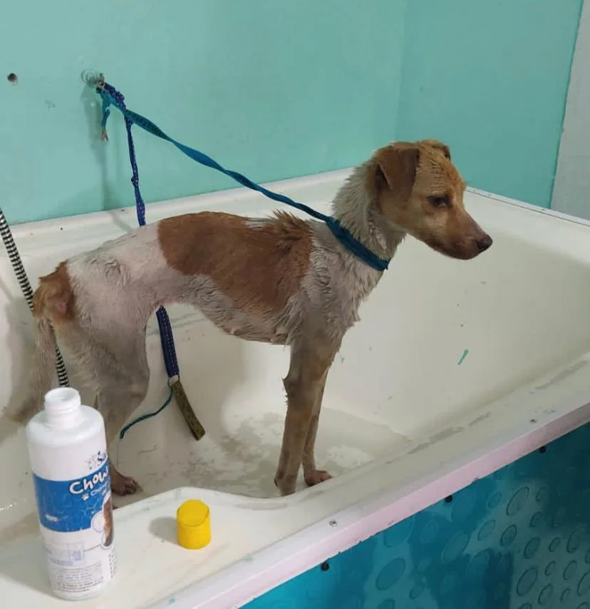 dos perritos