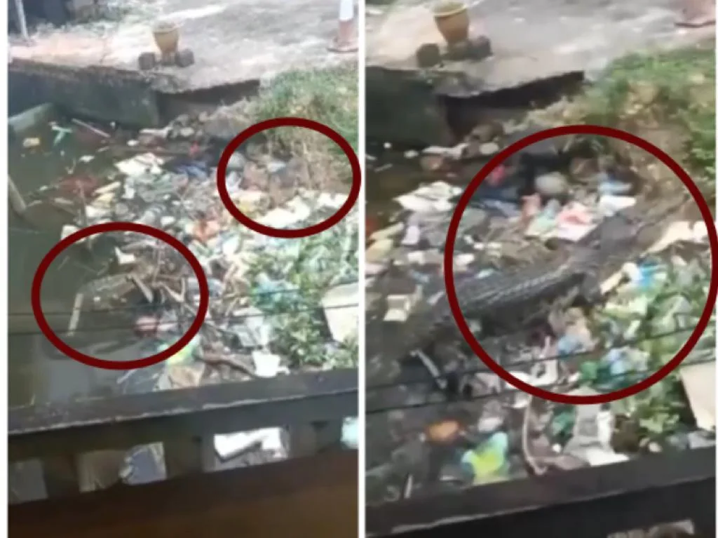 Vídeo de cocodrilo que casi se come un perro, no sería en barrios de Buenaventura