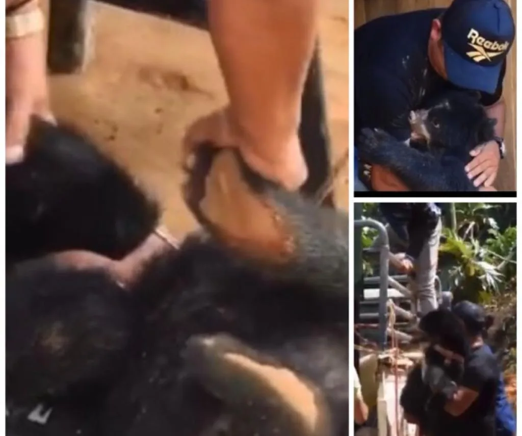 oso de anteojos Serranía de San Lucas Bolívar