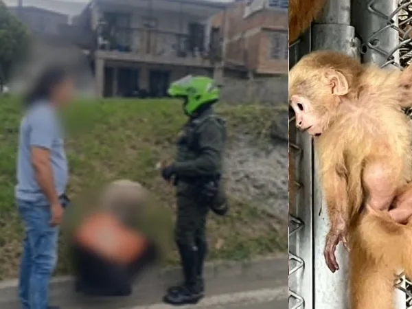 Policía en Cali rescata un mono capuchino que era transportado ilegalmente dentro de una maleta de domicilios