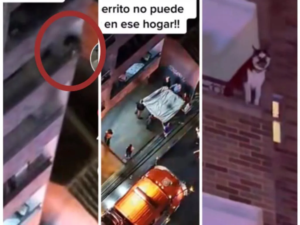 Bomberos les tocó subir por las paredes para rescatar al perro y la gente abajo esperaba con cobijas, en Antioquia