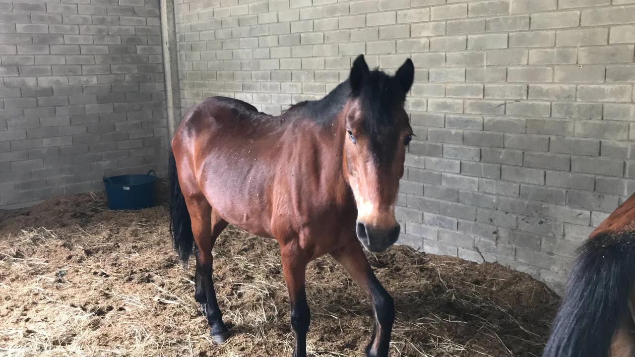 Perros y caballos estarán en busca de una "segunda oportunidad", en el Centro de Bienestar Animal de Cali