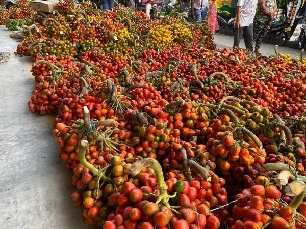 Chontaduro en Putumayo