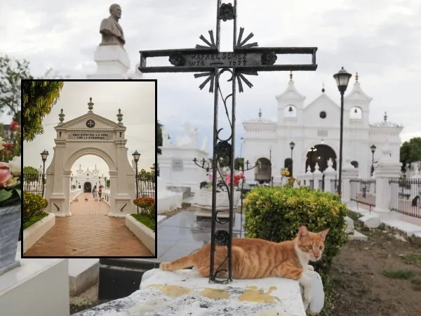 Los gatos que «cuidan» el cementerio de Santa Cruz de Mompox