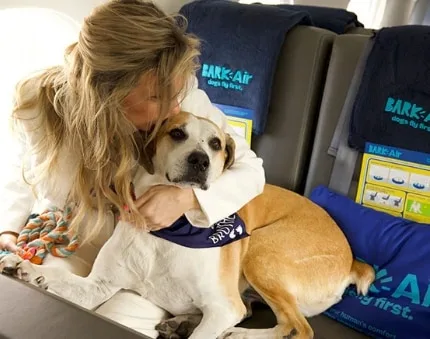 Cómo eligen los perros a su persona favorita.